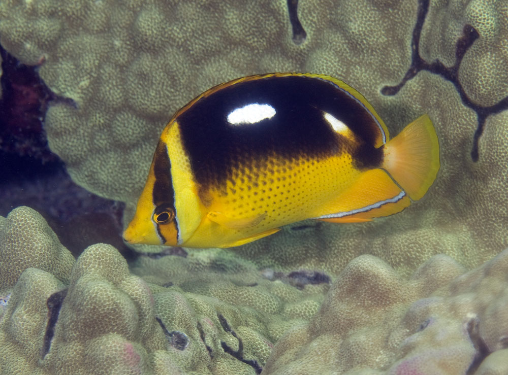 Chaetodon quadrimaculatus